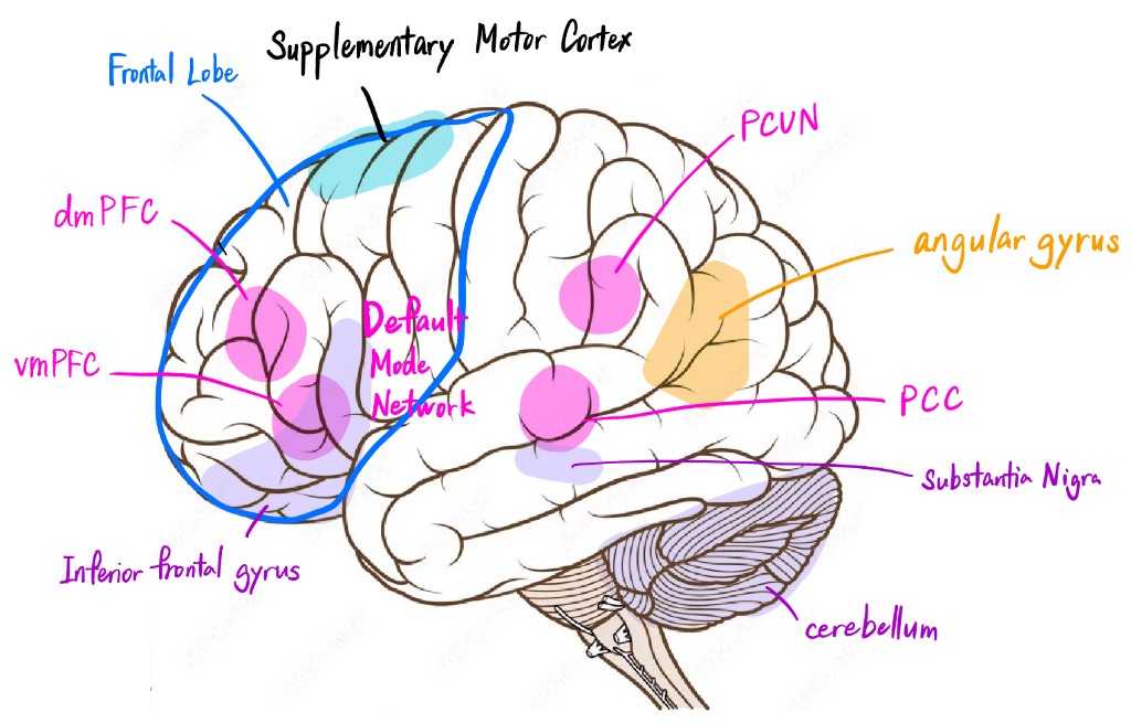 Lateral view of the brain with regions labeled, including angular gyrus, supplementary motor cortex, default mode network, frontal lobe, substantia nigra, inferior frontal gyrus, and cerebellum.
